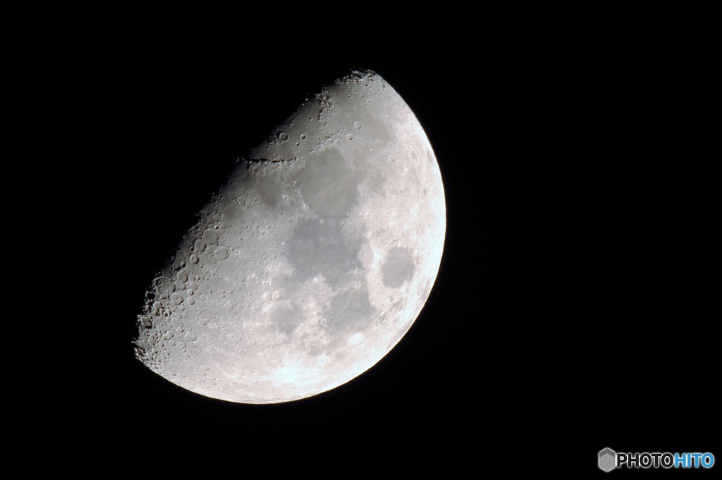 ウサギいます？