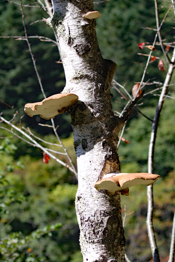 見たことない‼