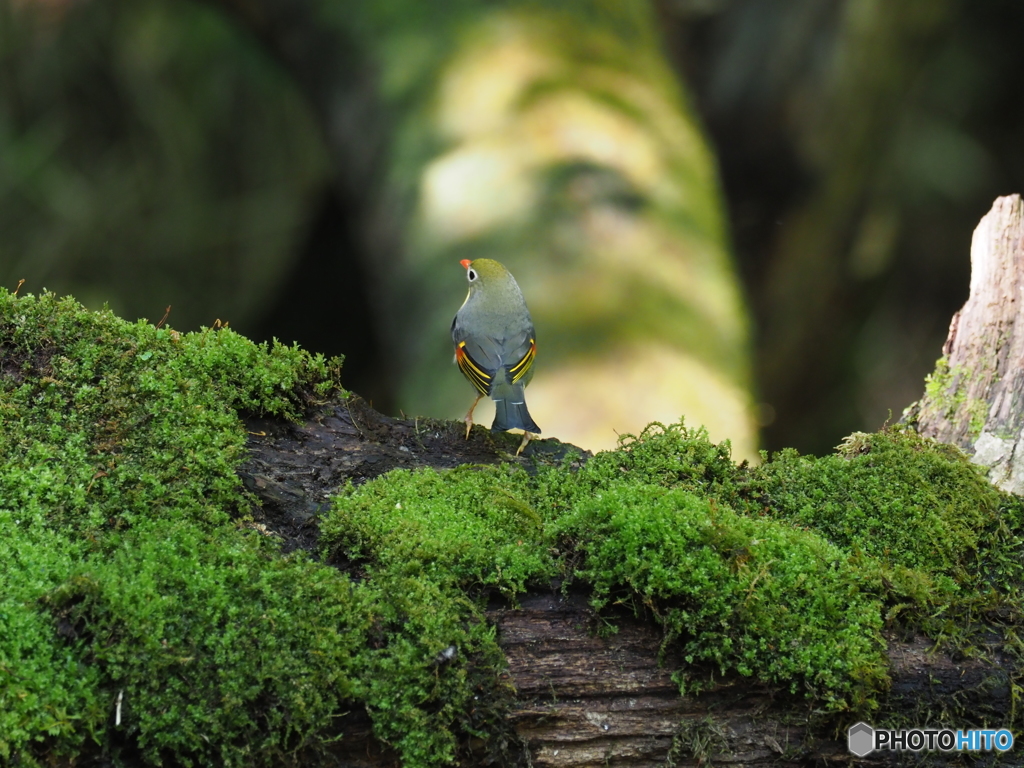 峠の散策（ソウシチョウ）