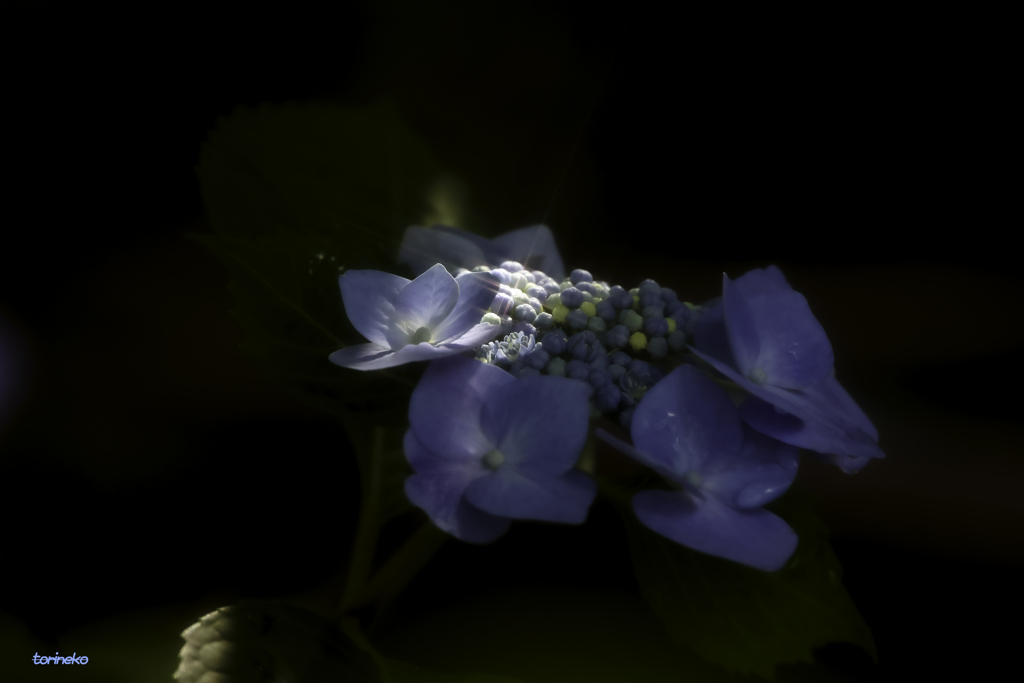 紫陽花