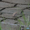 チドリの幼鳥？