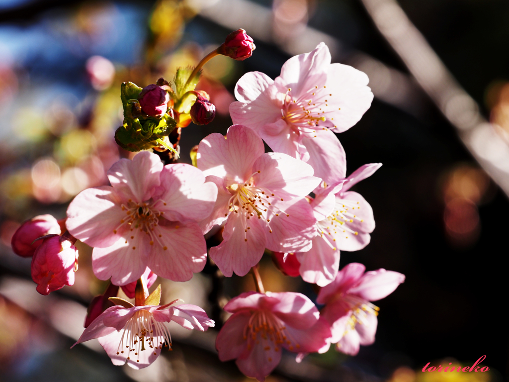 河津桜