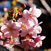 河津桜