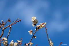 蒼空と梅