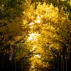 autumn colors~銀杏並木~