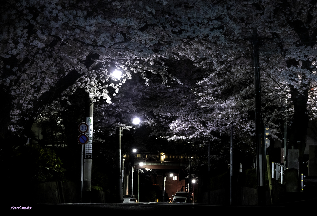 夜桜三景（桜坂）