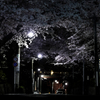 夜桜三景（桜坂）