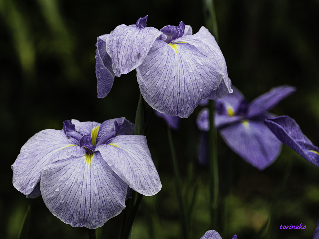 菖蒲