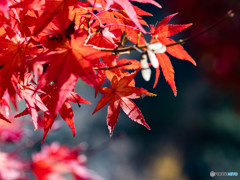 高尾山紅葉廻り