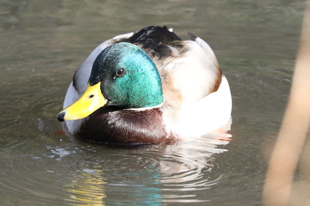 マガモ♂