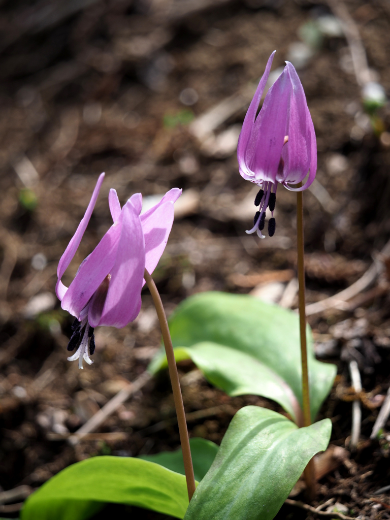 始まりの春＿カタクリ