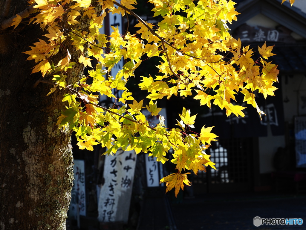 紅葉祭り_02