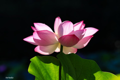 清らかな心（花言葉）