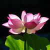 清らかな心（花言葉）