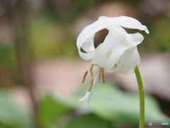 始まりの春＿白花カタクリ