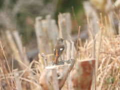 ジョウビタキ♀