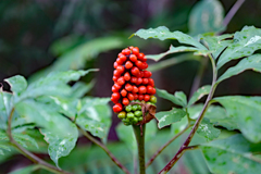 食べてはいけません‼