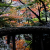 紅葉巡り-六義園