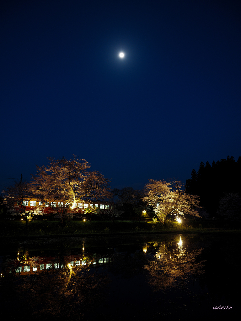 夜桜と小望月