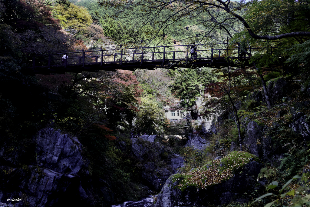 紅葉巡り-鳩ノ巣渓谷のつり橋