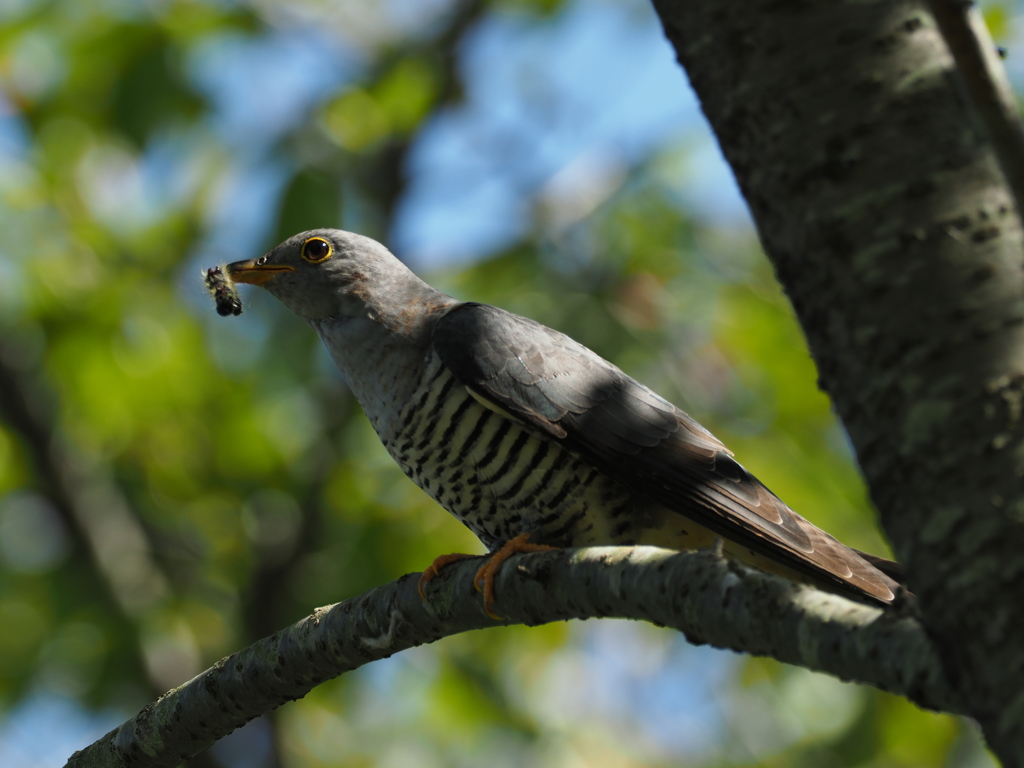 ツツドリで〜す