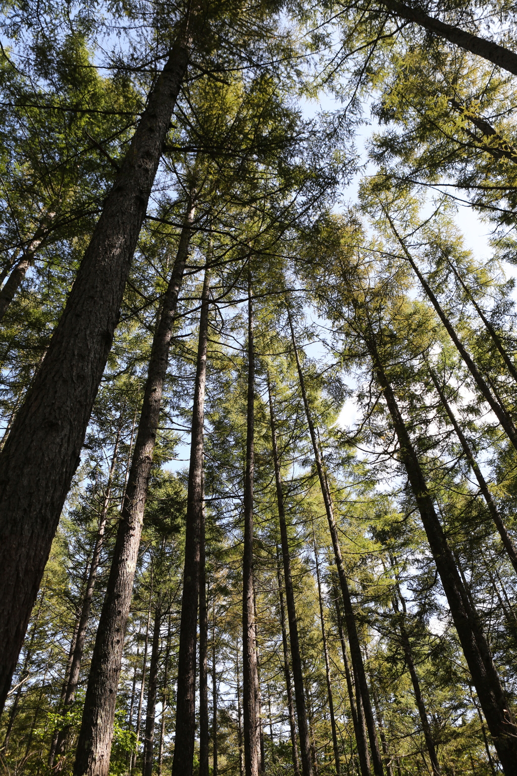 針葉樹の中を‼︎