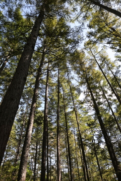針葉樹の中を‼︎