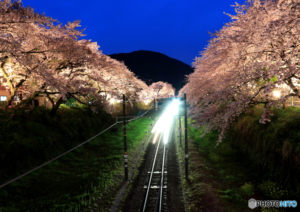 桜と光の競演