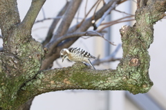 スペシャルゲスト