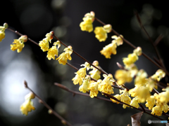 始まりの春＿日向ミズキ