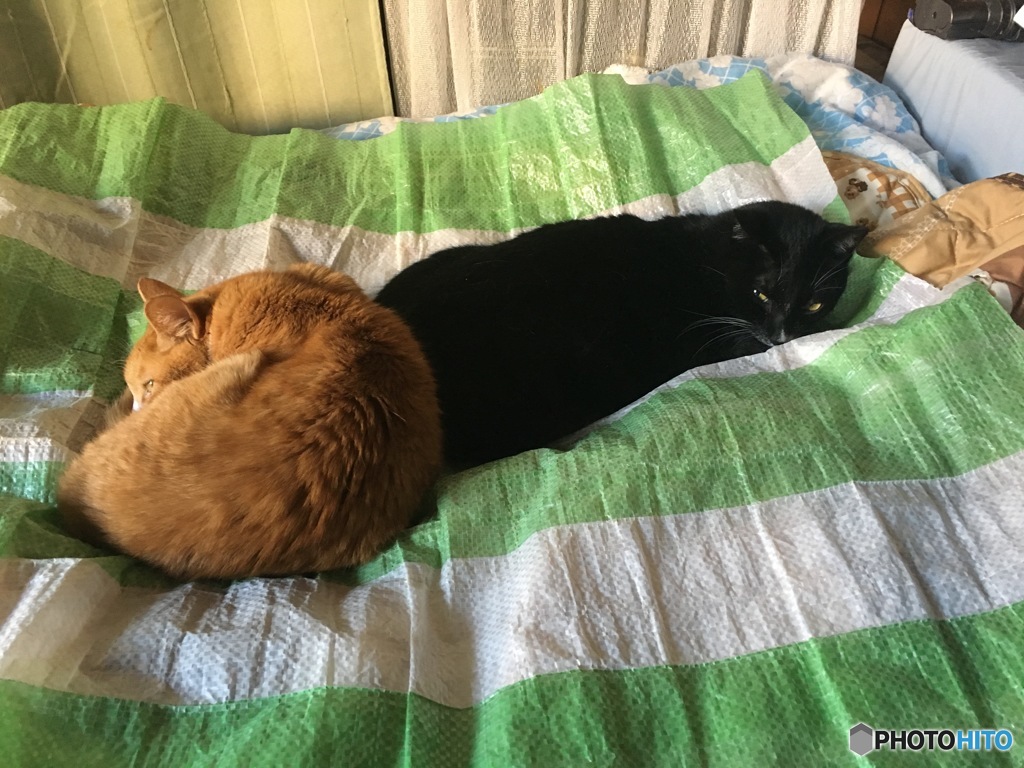 仲良くお昼寝♡