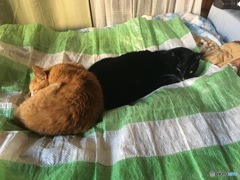 仲良くお昼寝♡