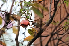 僕だって野鳥デース