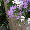 flowers and insects