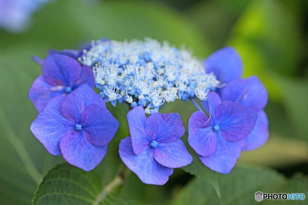 紫陽花