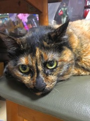 ご飯まだかなぁ〜