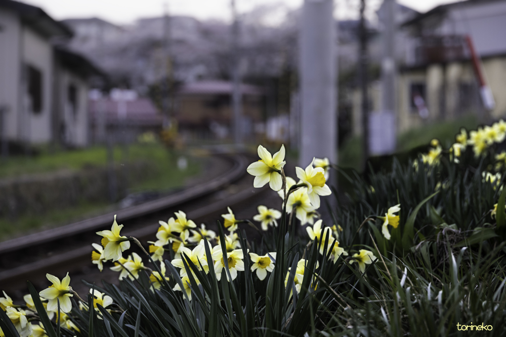 花便り