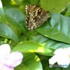 サトキマダラヒカゲ