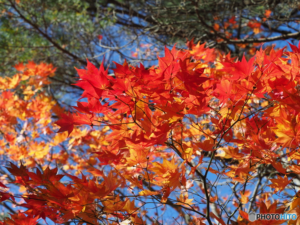 紅葉祭り_01