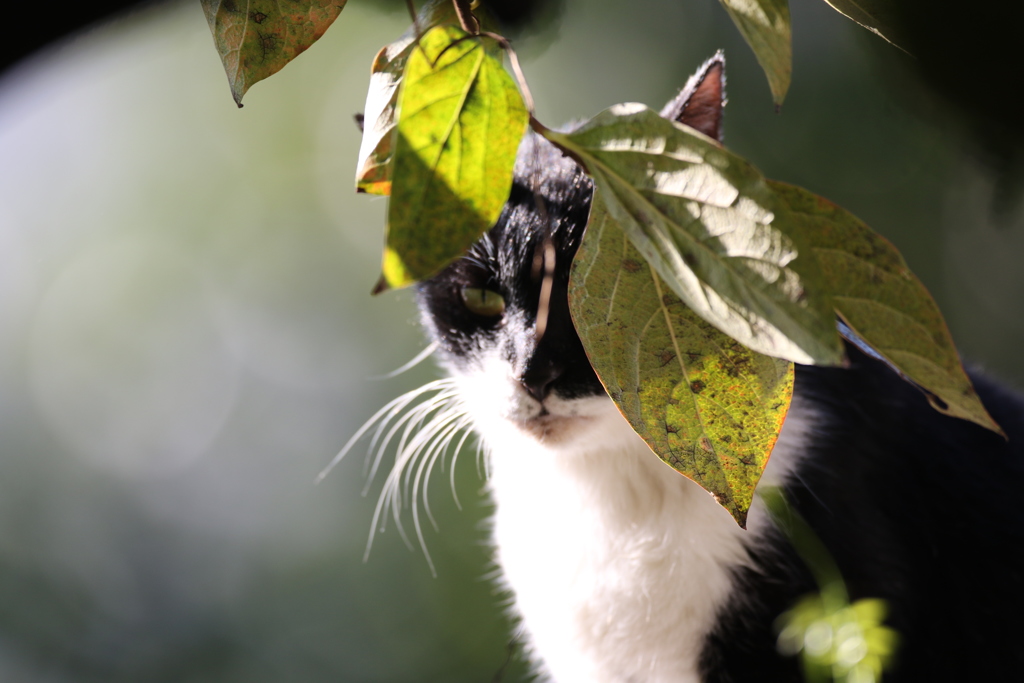 草葉の陰からニャン