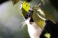 草葉の陰からニャン