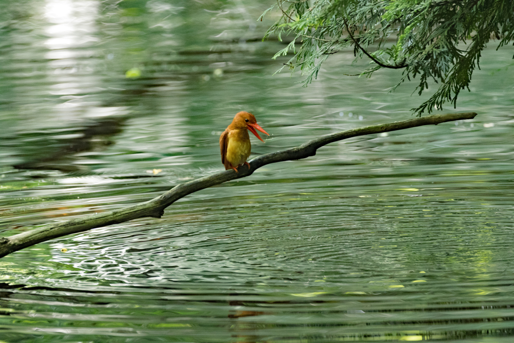 こんにちは、やっと会えたね！