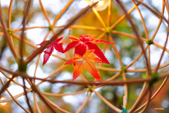 紅葉祭り
