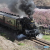 茂木駅発～桜街道を抜けて