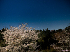 夜桜と沈むオリオン