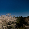 夜桜と沈むオリオン