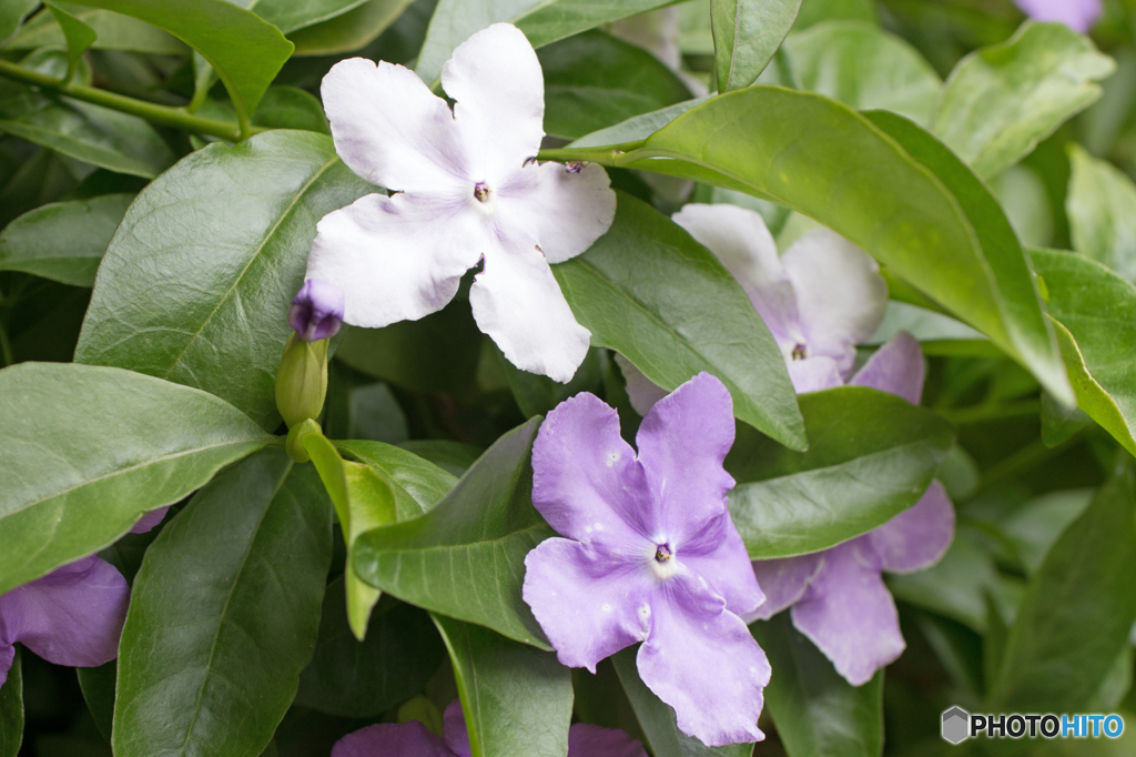 匂い蕃茉莉