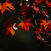 autumn colors Ⅲ～輝～