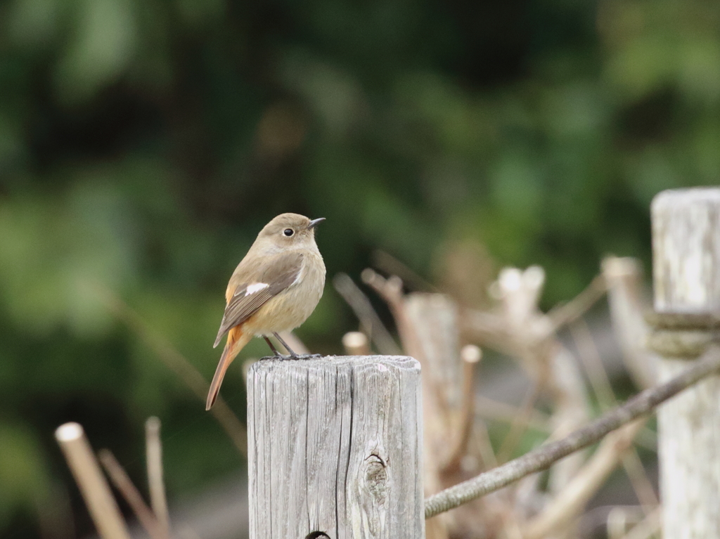 ジョウビタキ♀
