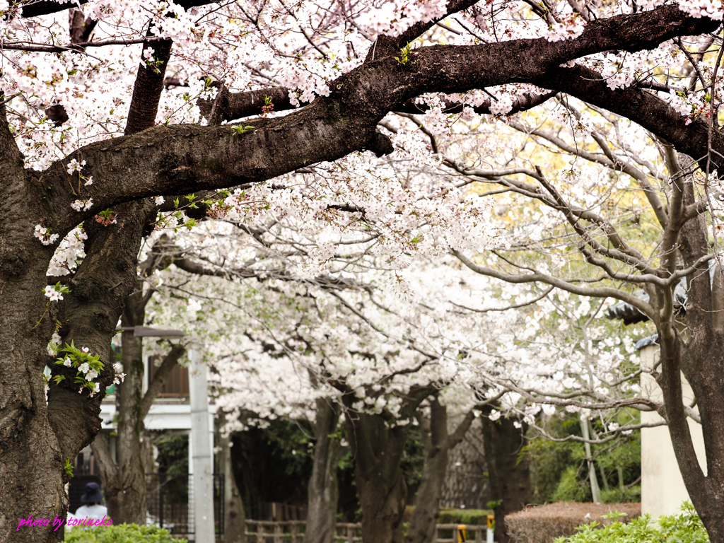 桜並木